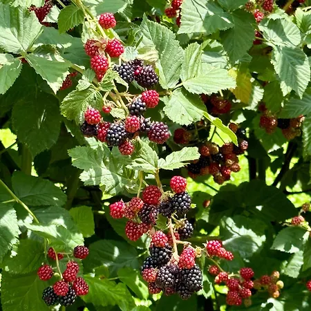 Art Nature Retreat * Gorica pri Slivnici