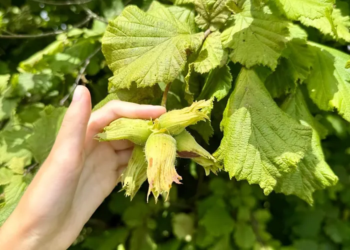 Art Nature Retreat *