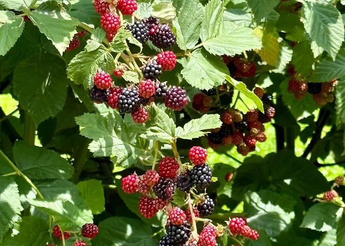 Art Nature Retreat * Gorica pri Slivnici